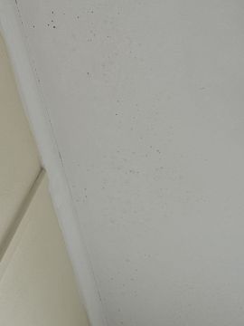 Mold Removal Expert