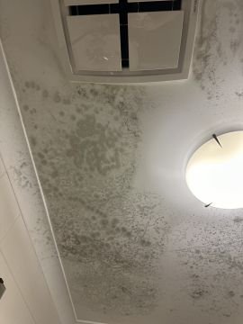 Mold Removal Expert