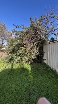 Shrub Remover