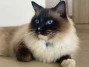 Pet Door Installer