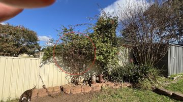 Shrub Removal