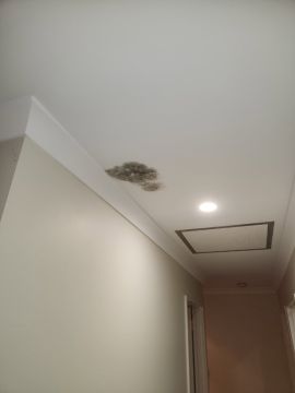 Mold Inspection and Removal