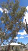 Tree Trimmer