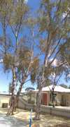 Tree Trimming and Maintenance