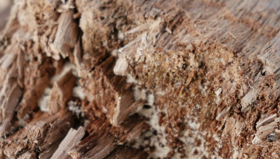 Termite Corp - Hawkesbury - Chimney Inspection