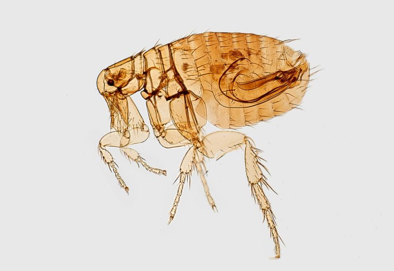 Termite Corp - Hawkesbury - Animal and Rodent Removal