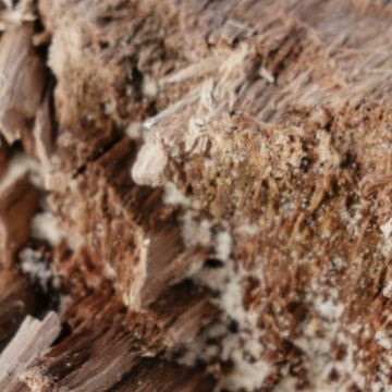 Termite Corp - Hawkesbury - Chimney Inspection