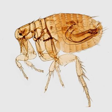 Termite Corp - Hawkesbury - Animal and Rodent Removal