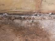 Mold Inspection and Removal - Cleaning