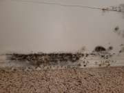 Mold Removal Expert - Domestic Services