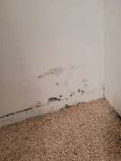 Mold Inspection and Removal