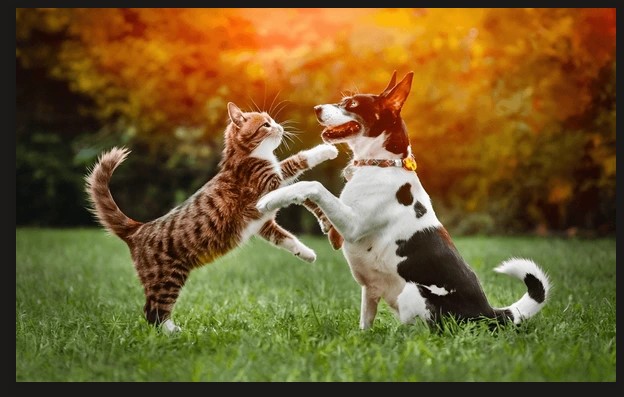 PAWS N DEE - Thompson and North Central - Dog Walking
