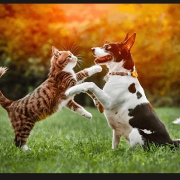 PAWS N DEE - Thompson and North Central - Dog Walking