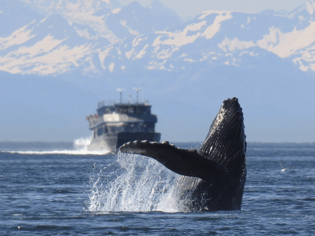 Full Tide Ocean Safaris - Charlotte - Reisebüro