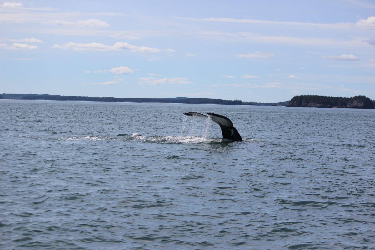 Full Tide Ocean Safaris - Charlotte - Reisebüros