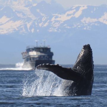 Full Tide Ocean Safaris - Charlotte - Reisebüro