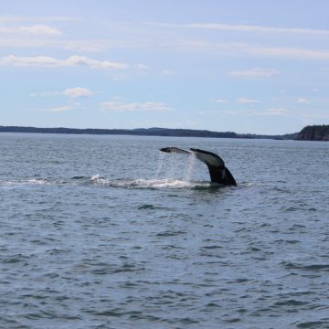 Full Tide Ocean Safaris - Charlotte - Reisebüros