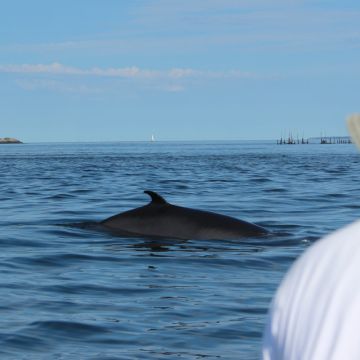 Full Tide Ocean Safaris - Charlotte - Spezialisten für Hochzeitsreisen und Flitterwochen