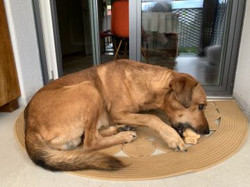 Hundetagesstätte (Hundesitter)