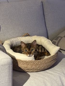 Katzenpfleger