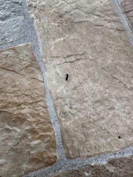 Pest Control Services