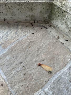 Exterminator