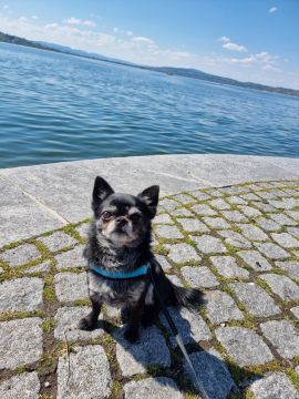 Haustierbetreuung und Tierpension