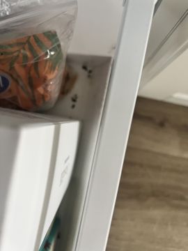 Schädlingsbekämpfung