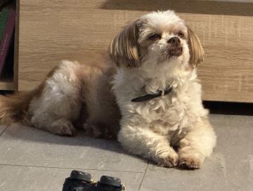 Hundepension