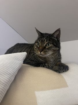 Tierpension