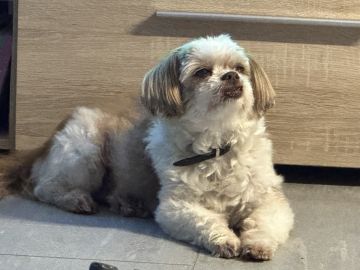 Hundepension