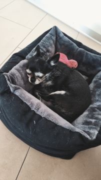 Hundepension