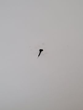 Lampeninstallateur / Lampenmonteur