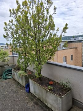 Service de jardinage