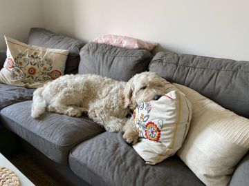 Garderie pour chiens