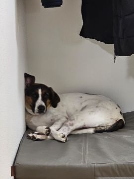 Pension pour chiens