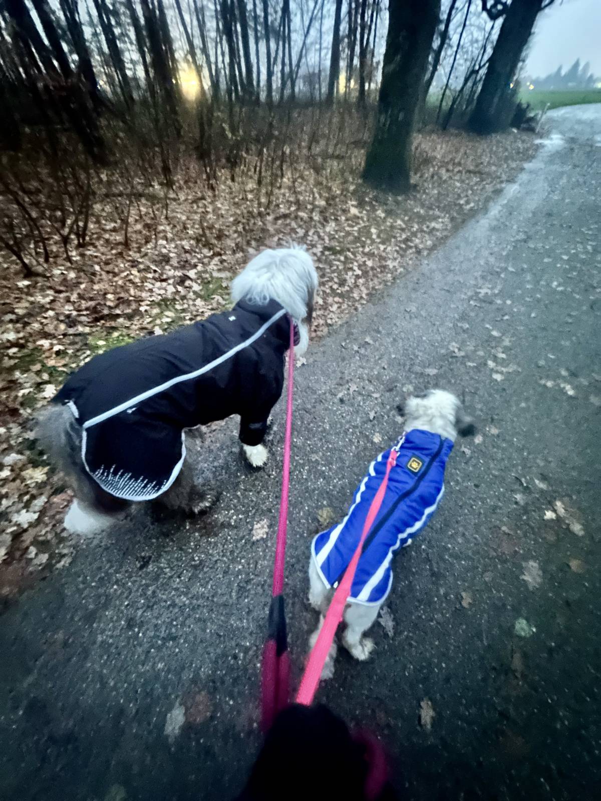Vitellis Professionelle HUNDE TRAINING UND BETREUUNG - Zuchwil - Hundetraining - Betreuung und Training