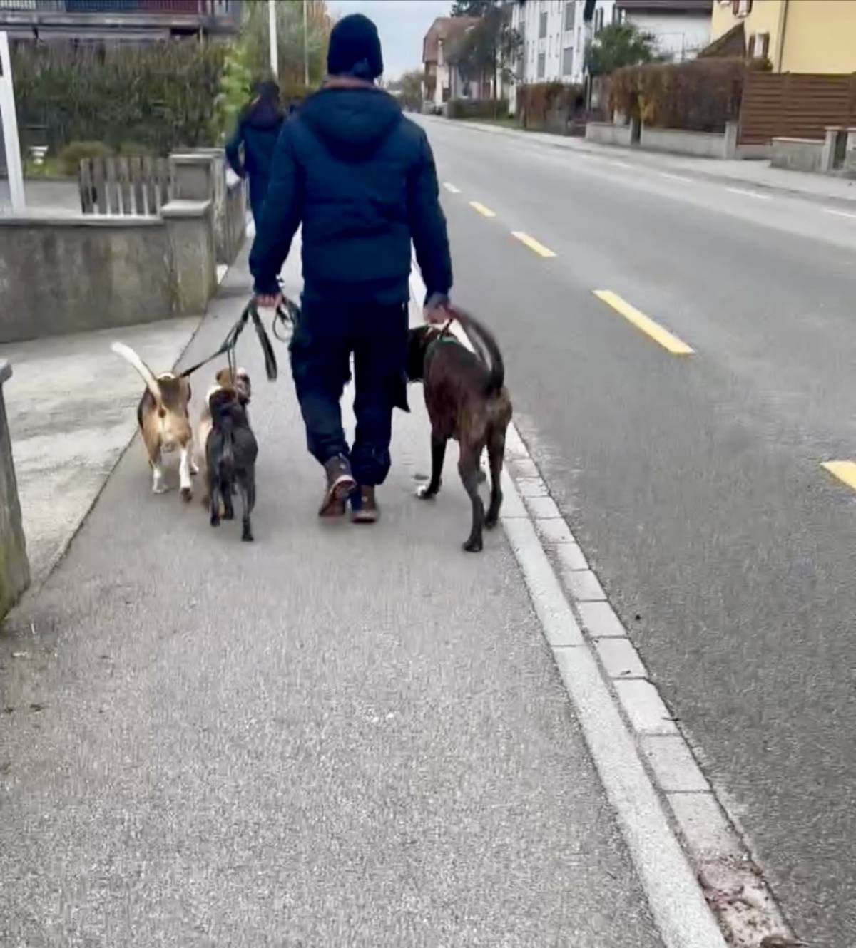 Vitellis Professionelle HUNDE TRAINING UND BETREUUNG - Zuchwil - Tierpension