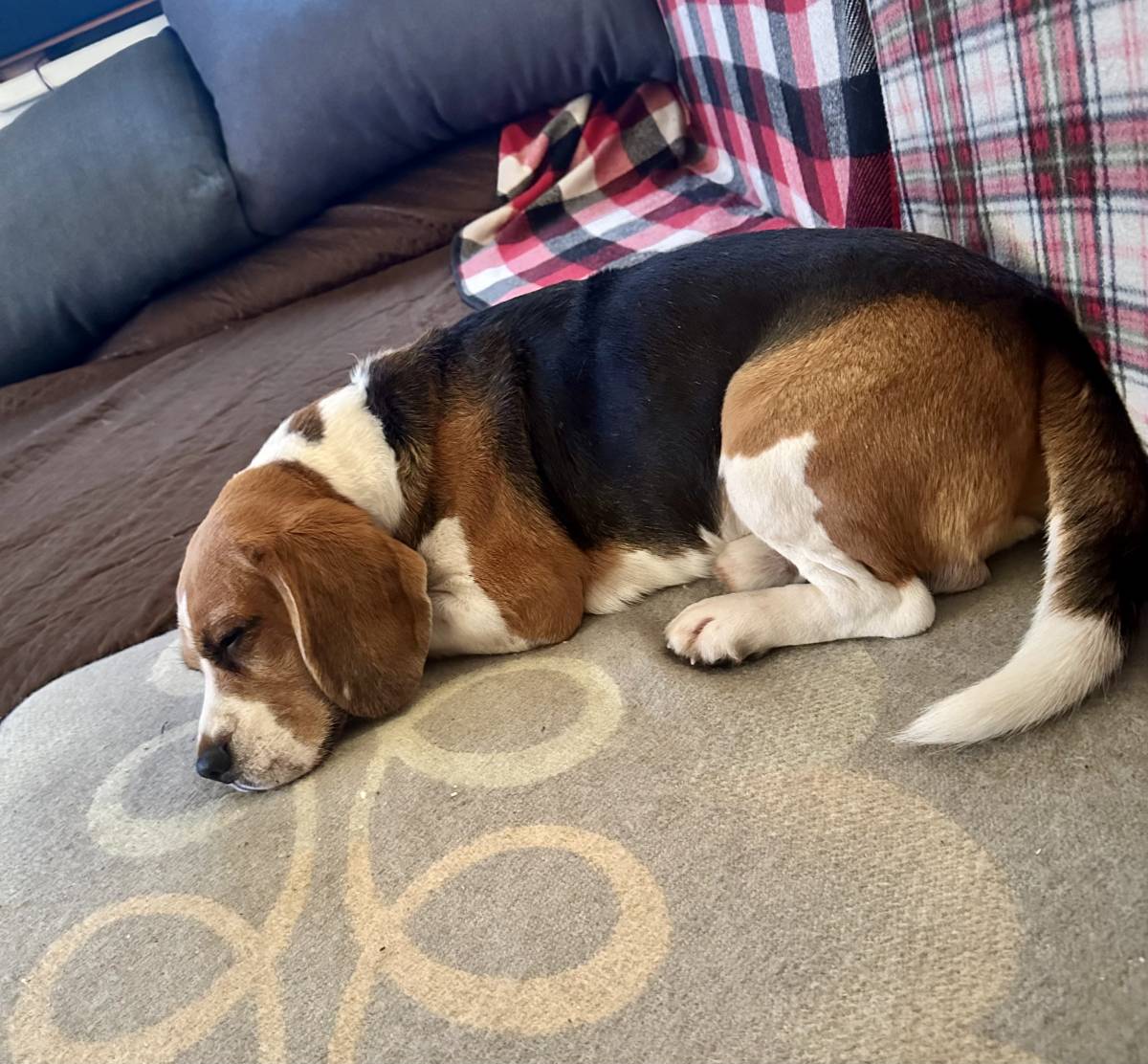 Vitellis Professionelle HUNDE TRAINING UND BETREUUNG - Zuchwil - Hundesitter
