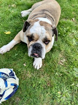 Vitellis Professionelle HUNDE TRAINING UND BETREUUNG - Zuchwil - Hundetraining - Privatunterricht