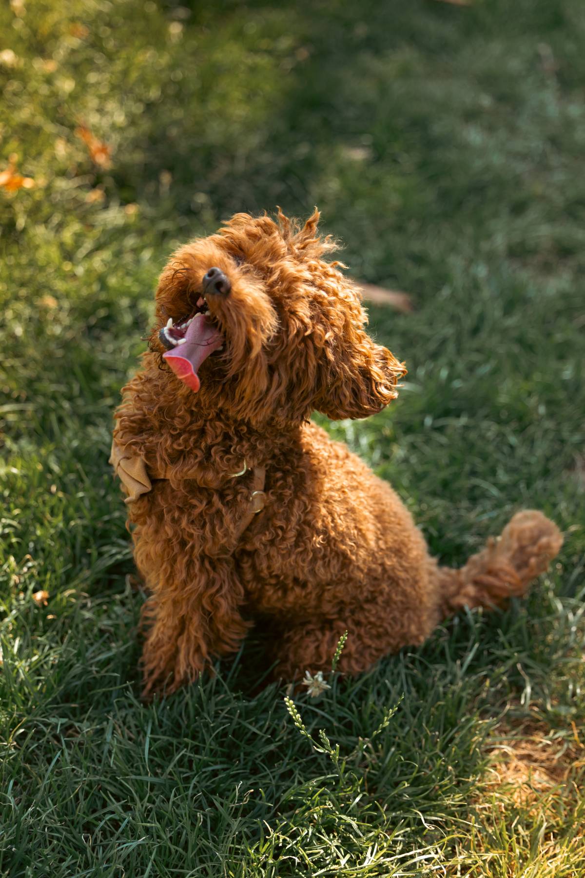 InTheImage - Zürich - Photographie d'animaux de compagnie