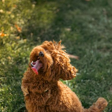 InTheImage - Zürich - Photographie d'animaux de compagnie