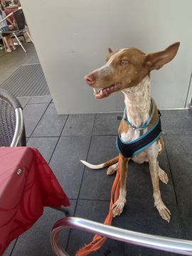 Hotel de Animais de Estimação