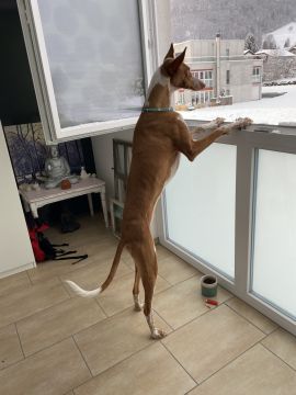Hotel e Creche para Animais