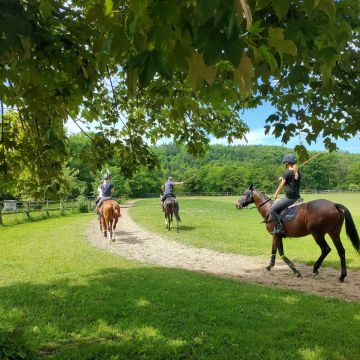 Polo Academy Switzerland KLG - Hettlingen - Tiertraining und Verhaltensänderung (keine Hunde)