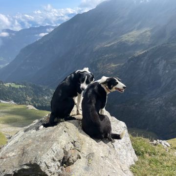 Luana - Schänis - Katzensitter