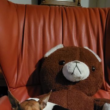 Hausmanagement - Russikon - Hundetraining - Privatunterricht