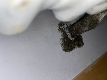 Schimmelinspektion und -beseitigung