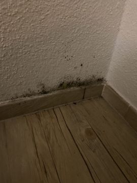 Experten für Schimmelbeseitigung - Familie und Haushalt
