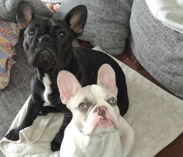 Hundepfleger